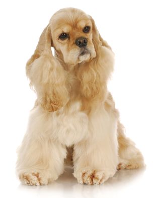 Hundesalon auf der Ernstfarm